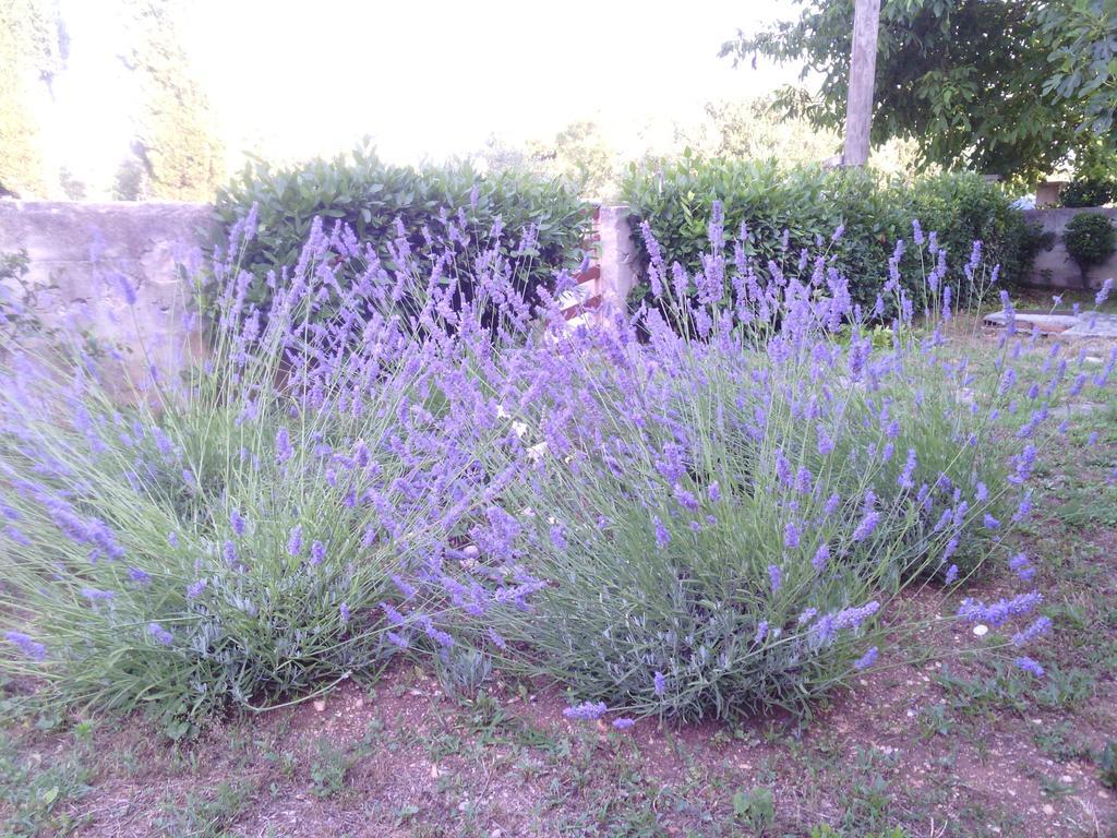 Family Apartment B&B Biograd Na Moru Zewnętrze zdjęcie